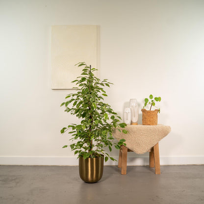 Kamerplant - Ficus benjamina Goldenking - Inclusief sierpot - Pot Ø 21cm Hoogte ↕ 95cm