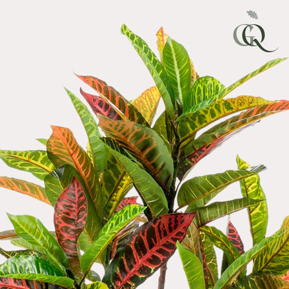 Kunstplant - Croton Codiaeum Wonderstruik - Hoogte ↕ 95cm