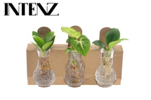 Kamerplant - Mix in Berlin Glas - Pot Ø 7cm Hoogte ↕ 10cm