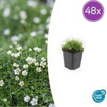 Buitenplant 48x Sagina subulata - Bodembedekker - Pot Ø 9cm Hoogte ↕ 10-25cm