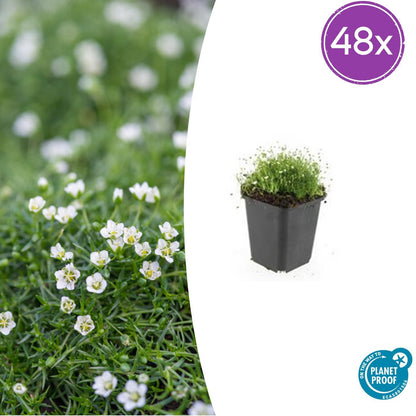 Buitenplant 48x Sagina subulata - Bodembedekker - Pot Ø 9cm Hoogte ↕ 10-25cm