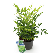 Buitenplant - Nandina Lemon & Lime - Groenblijvend - Pot Ø 17cm Hoogte ↕ 45cm
