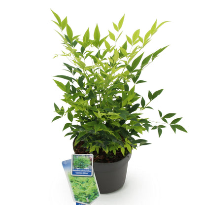 Buitenplant - Nandina Lemon & Lime - Groenblijvend - Pot Ø 17cm Hoogte ↕ 45cm