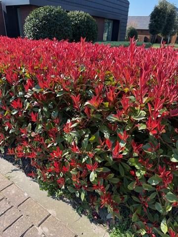 Buitenplant 8x Photinia fraseri 'Carré Rouge' - Groenblijvend - Pot Ø 9cm Hoogte ↕ 30-35cm