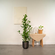 Kamerplant - Ficus microcarpa Moclame - Pot Ø 21cm Hoogte ↕ 95cm