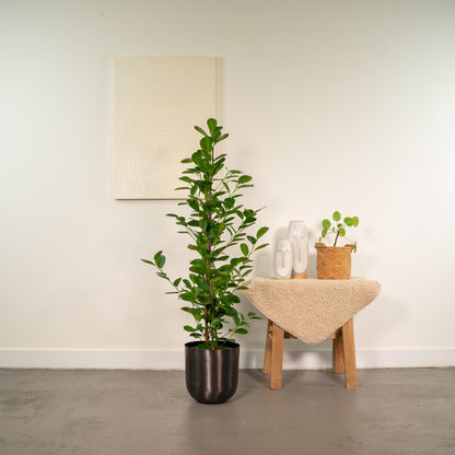Kamerplant - Ficus microcarpa Moclame - Pot Ø 21cm Hoogte ↕ 95cm