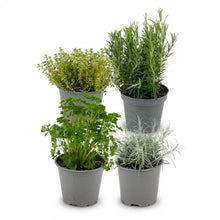 Kamerplant 4x Italiaanse Kruidenmix - Pot Ø 12cm Hoogte ↕ 12-15cm