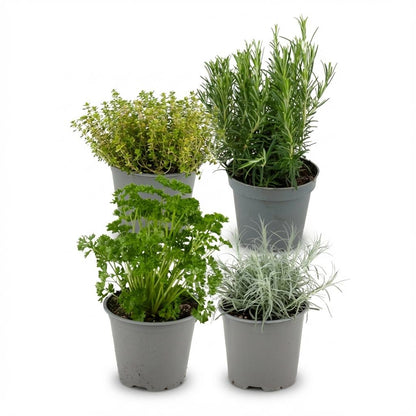 Kamerplant 4x Italiaanse Kruidenmix - Pot Ø 12cm Hoogte ↕ 12-15cm