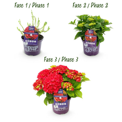 Buitenplant - Hortensia Hydrangea Forever & Ever Rood - Bloeiend - Pot Ø 23cm Hoogte ↕ 55cm