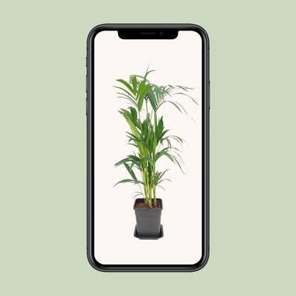 Kamerplant - Howea Forsteriana - Pot Ø 21cm Hoogte ↕ 110cm