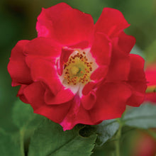 Buitenplant 2x Rosa Red Queen - Bloeiende klimroos - Pot Ø 11cm Hoogte ↕ 40cm