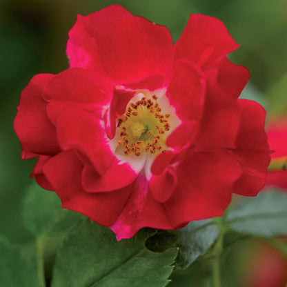 Buitenplant 2x Rosa Red Queen - Bloeiende klimroos - Pot Ø 11cm Hoogte ↕ 40cm