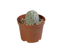 Kamerplant - Tephrocactus Geometricus - Pot Ø 10cm Hoogte ↕ 25cm