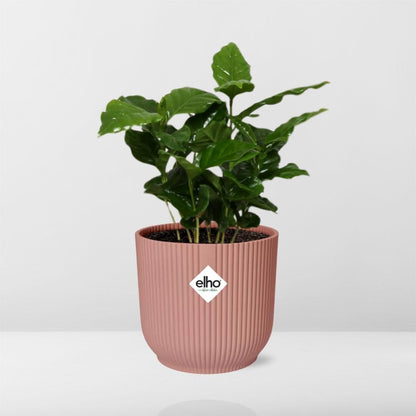 Kamerplant - Coffea Arabica - Pot Ø 14cm