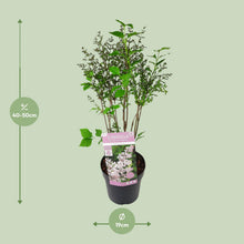 Buitenplant - Syringa patula 'Violet Uprising' - Bloeiend - Pot Ø 19cm Hoogte ↕ 35cm