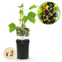Buitenplant 2x Ribes nigrum 'Titania' - Zwarte bes - Pot Ø 11cm Hoogte ↕ 40cm