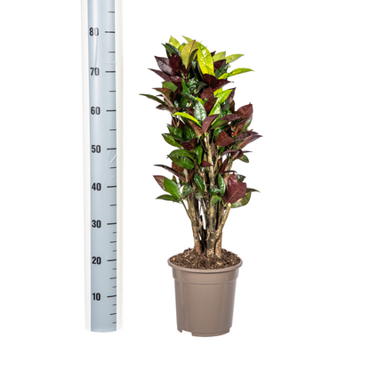 Kamerplant - Codiaeum 'Croton' Iceton - Pot Ø 21cm Hoogte ↕ 60-80cm