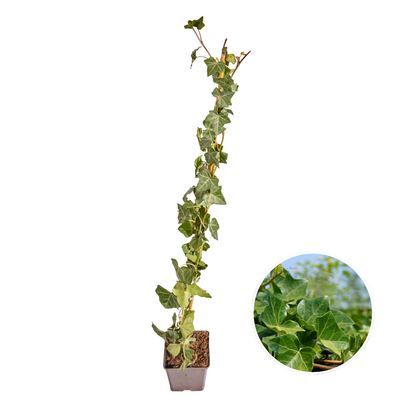 Buitenplant - Hedera hibernica Klimop Gestokt - Hoogte ↕ 80-100cm