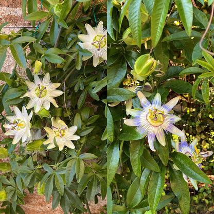 Buitenplant 3x Passiflora 'Tricolour' - Bloeiend - Pot Ø 11cm Hoogte ↕ 40cm