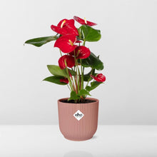 Kamerplant - Anthurium Red - Pot Ø 14cm Hoogte ↕ 12cm