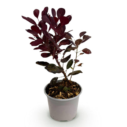 Buitenplant - Cotinus coggygria Lilla - Pot Ø 12cm Hoogte ↕ 35cm
