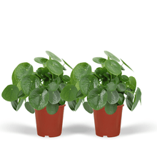 Kamerplant 2x Pilea Peperomioides - Pannekoekenplant - Pot Ø 15cm Hoogte ↕ 25cm
