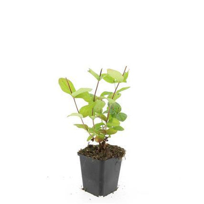 Buitenplant 24x Hypericum inodorum 'Beauty' - Bloeiend - Pot Ø 9cm Hoogte ↕ 10-25cm