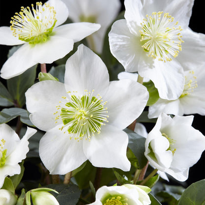 Buitenplant 2x Helleborus Christmas Carol - Bloeiend - Pot Ø 14cm Hoogte ↕ 30cm