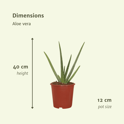 Kamerplant 2x Aloe Vera - Succulent - Pot Ø 12cm Hoogte ↕ 40cm