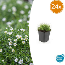 Buitenplant 24x Sagina subulata - Pot Ø 9cm Hoogte ↕ 10-25cm
