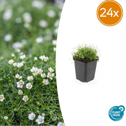 Buitenplant 24x Sagina subulata - Pot Ø 9cm Hoogte ↕ 10-25cm