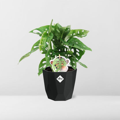 Kamerplant - Monstera 'Monkey Leaf' - Pot Ø 14cm