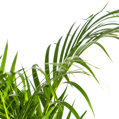 XL kamerplant - Dypsis Areca Lutescens - Pot Ø 21cm Hoogte ↕ 100-120cm