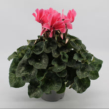 Kamerplant - Cyclaam Light Pink - Bloeiend - Pot Ø 17cm Hoogte ↕ 40cm