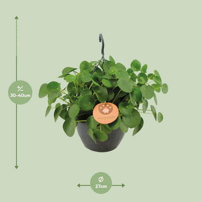 Kamerplant - Pilea Peperomioides - Pannekoekenplant - Pot Ø 27cm Hoogte ↕ 40cm