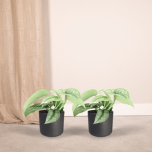 Kamerplant 2x Scindapsus Pictus 'Trebie' - Pot Ø 12cm Hoogte ↕ 15cm