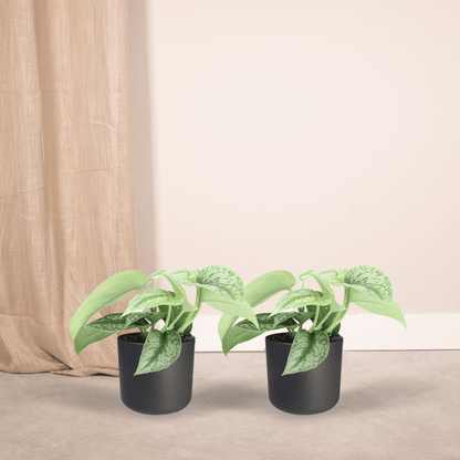 Kamerplant 2x Scindapsus Pictus 'Trebie' - Pot Ø 12cm Hoogte ↕ 15cm