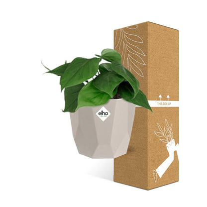 Kamerplant - Philodendron Scandens - Pot Ø 14cm