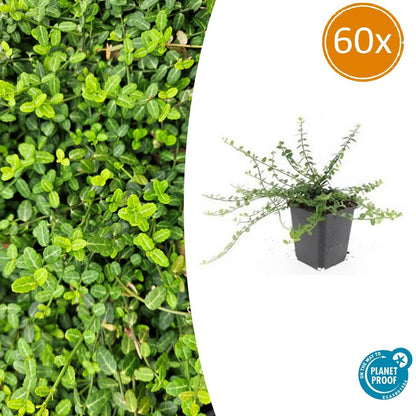 Buitenplant 60x Euonymus fort. 'Minimus' - Groenblijvend - Pot Ø 9cm Hoogte ↕ 10-25cm