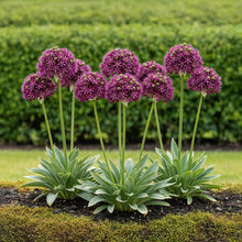 Buitenplant 15x Allium Miami - Bloeiend - Bolmaat 10/11