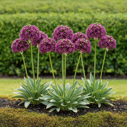 Buitenplant 15x Allium Miami - Bloeiend - Bolmaat 10/11