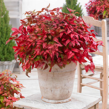 Buitenplant 2x Nandina Blush Pink - Groenblijvend - Pot Ø 17cm Hoogte ↕ 40cm
