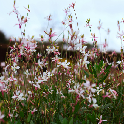 Buitenplant 60x Gaura l. 'Whirling Butterflies' - Bloeiend - Pot Ø 9cm Hoogte ↕ 10-25cm