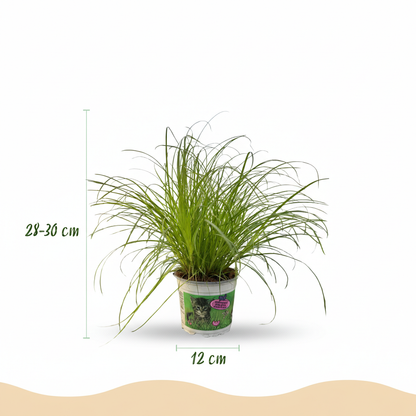 Kamerplant - Cyperus alternifolius Zumula - Kattengras - Pot Ø 12cm Hoogte ↕ 20cm