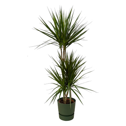 Kamerplant - Dracaena Marginata - Pot Ø 21cm Hoogte ↕ 120cm