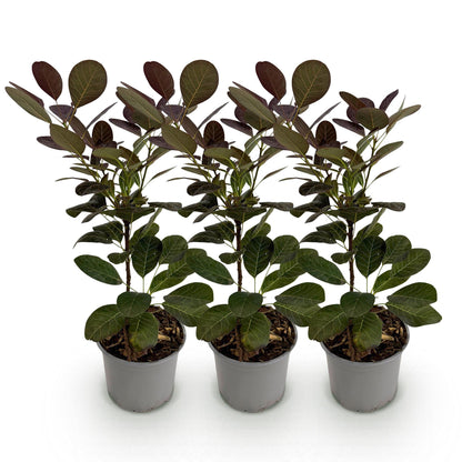 Buitenplant 3x Cotinus coggygria Royal Purple - Pot Ø 12cm Hoogte ↕ 35cm