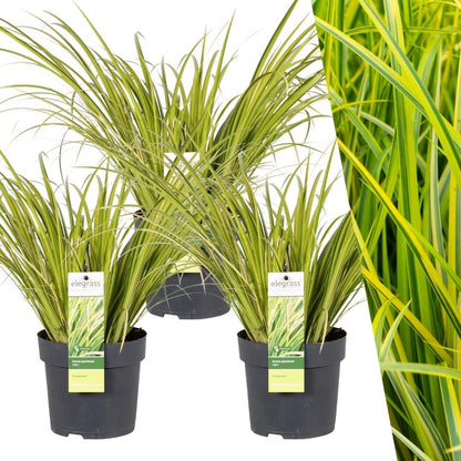 Buitenplant 3x Acorus gramineus 'Ogon' - Pot Ø 14cm Hoogte ↕ 30cm