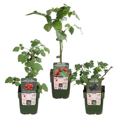 Buitenplant 3x Rubus mix - Bloeiend - Pot Ø 13cm Hoogte ↕ 45cm