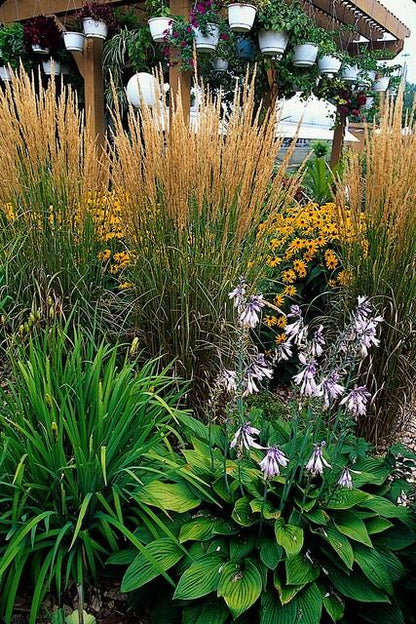 Buitenplant 12x Calamagrostis acut. 'Karl Foerster' - Pot Ø 9cm Hoogte ↕ 10-25cm
