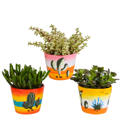 Kamerplant 3x Crassula mix - In Mexicaanse pot - Pot Ø 10,5cm